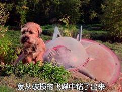小男孩领养了一只狗,发现它很怪异,最后才知道它不是一般的狗